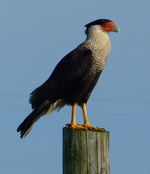 Crested Caracara